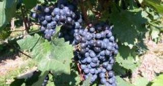 Аграрният министър открива гроздобера в Килифарево