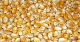 До 1000 кг царевица от декар в Добричко