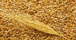 Голяма част от произведеното по света зърно се изкупува за индустриални цели