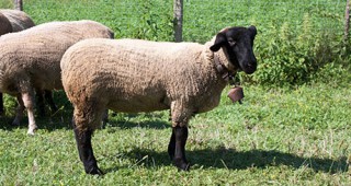 Икономически важни болести по овцете