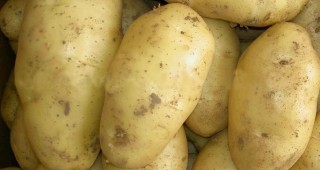 Международен екип от учени разшифрова генома на картофа