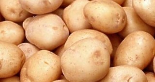 1 402 килограма от декар е средният добив на картофи в Кюстендилско