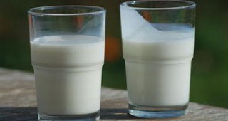 Фалити заплашват млекопроизводителите във Великотърновско