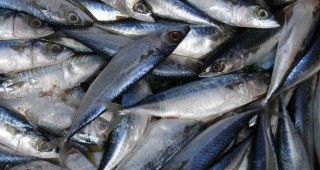 ЕС може да забрани вноса на рибни продукти от Шри Ланка