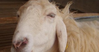 Протести в края на октомври готвят животновъдите