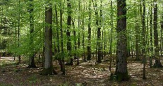Експерти обсъдиха проблемите на превръщането на издънковите гори в семенни