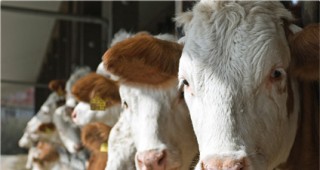 Корифеи в животновъдството се събират в Боровец на конференция
