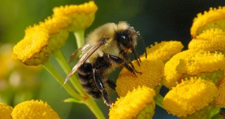 Семинар Пчеларството в наши дни – нови предизвикателства и възможни решения