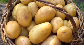 50% от реколтата от картофи се изхвърля