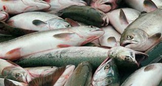 Инспектори от отдел Рибарство и контрол – Силистра са открили нарушения в търговската мрежа