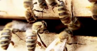 Начини за размножаване на пчелните семейства и методи за повишаване на тяхната продуктивност
