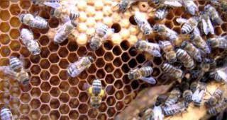 Пчелари искат промени в условията за помощи и директни плащания