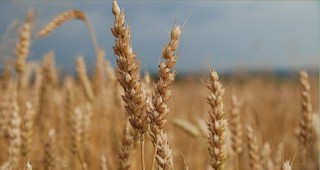 В Монтана се случват епизодични сделки за продажба на зърно