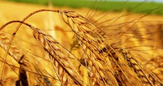Българските сортове пшеница са търсени като посевен материал