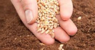 На 80% е засята пшеницата в района на Плевен и Левски