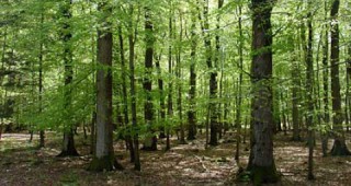 Забранява се оголването на горските терени