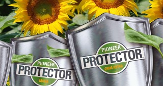 Хибридите слънчоглед с марка Pioneer Protector®, най-рационалните решения при проблеми със синята китка и маната