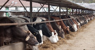 Пари за животновъдите при актуализация на бюджета