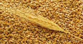 В Париж се изтъргуваха 363 хиляди тона пшеница