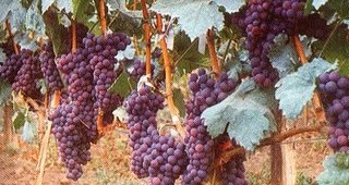 Слаба е гроздовата реколта в Кюстендилско
