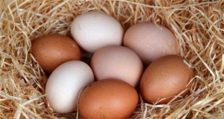 Средните цени на яйцата размер M и L остават без промяна