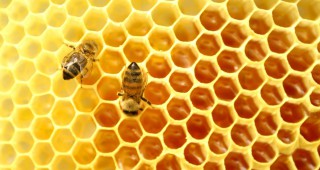 От днес започва приемът по Националната програма по пчеларство