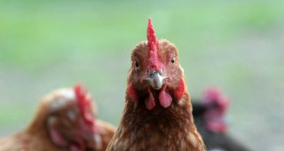 Силно патогенен щам на птичи грип е установен в Холандия