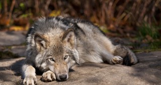 Обществено обсъждане на проекта на План за действие за вълка