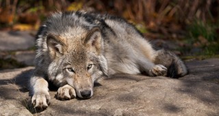 Обществено обсъждане на проекта на План за действие за вълка ще се проведе в Русе