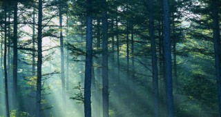 WWF настоява държавата да запази старите гори