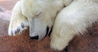Намаляла е популацията на полярните мечки в Арктика