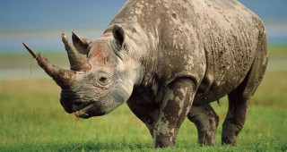 1020 носорози са убити в Южна Африка тази година