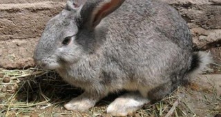 Полезни съвети при отглеждането на зайци