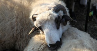 Овцевъдите одобряват по-високите субсидии за животни под селекция