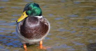 Установиха птичи грип при дива патица