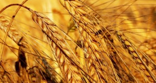 Пшеницата и соята отбелязаха повишение