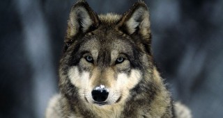 Германия предвижда намаляване на популацията вълци