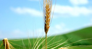 Неспазване на агротехниката при отглеждане на пшеница води до проблеми