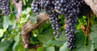 Над 4 хиляди тона е получената продукция от винени лозя в област Варна