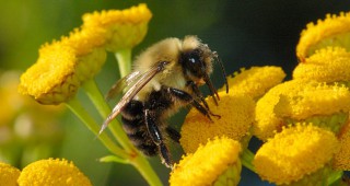 Намаляването на биоразнообразието е сред причината за изчезването на пчелите