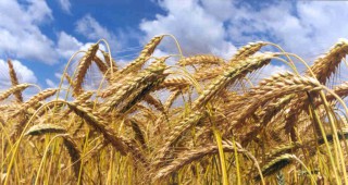 Зърнопроизводителите са с нулеви шансове за проекти по новата ПРСР