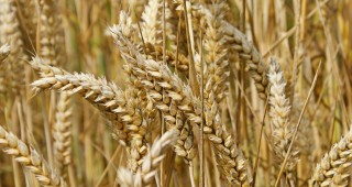 Байер Кроп Сайънс продължава генетичните изследвания на пшеница