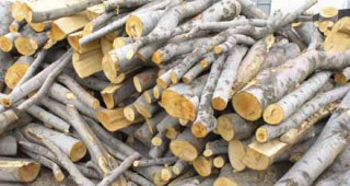 Пропуски и нарушения при издаване на превозни билети за транспорт на дървесина са извършени от регистрирани лесовъди на частна практика