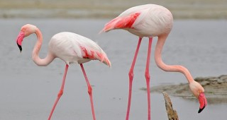 Рекордна численост на розови фламинги е регистрирана в Атанасовско езеро