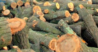 Горските инспектори от РДГ-София констатираха незаконна сеч на 565 дървета