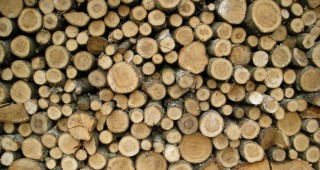 Инспектори от РДГ-София констатираха незаконна сеч на дървесина