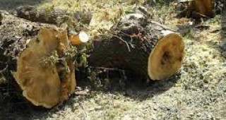37 броя незаконно отсечени дървета са установили при проверка служителите на РДГ – Велико Търново