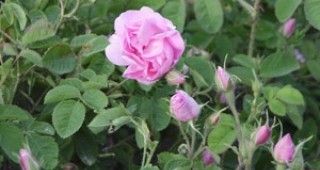 Лекарство от рози – на почит в Япония