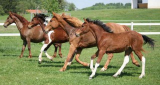 ДФЗ отпуска средства за собствениците на коне под селекционен контрол