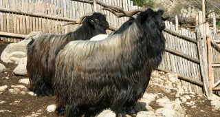 Изложение на редки породи домашни животни ще се проведе в Крупник